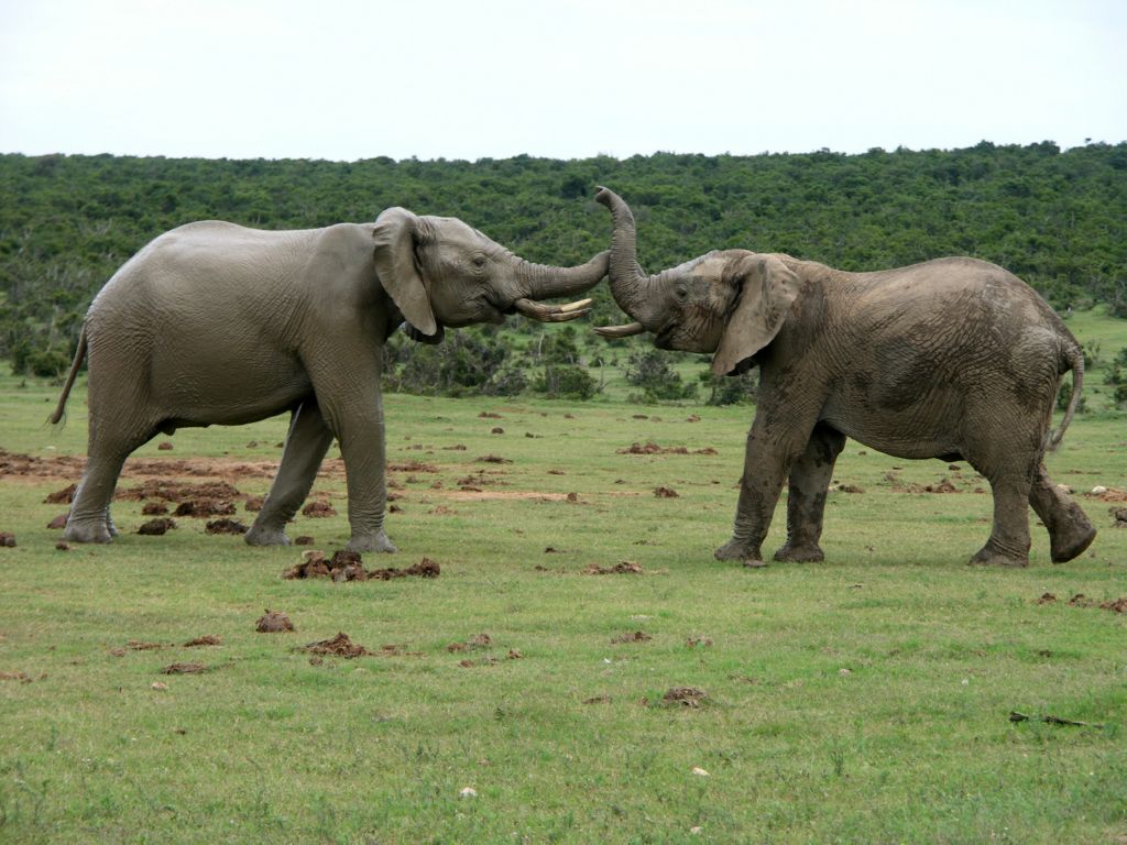 elefant 
